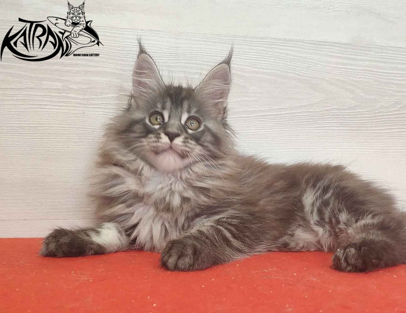 Katran Michelle - Кошеня мейн-кун 2 місяця