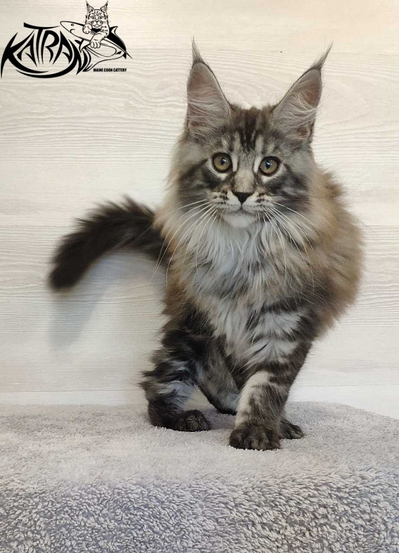 Katran Michelle - Кошеня мейн-кун 3 місяця