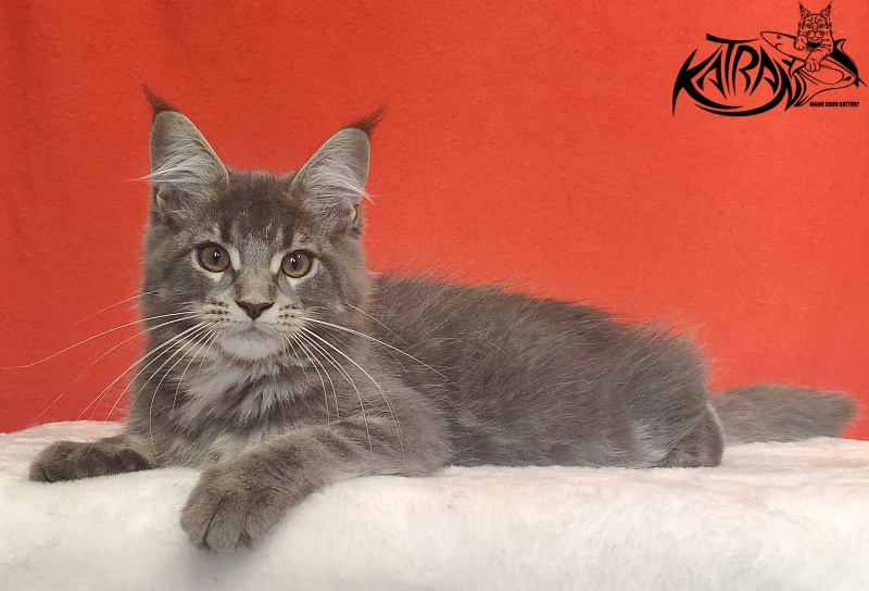 Katran Molly - Кошеня мейн-кун 3,5 місяця