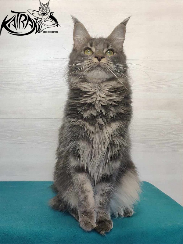 Katran Molly - Дорослий мейн-кун 11 місяців 1 тиждень