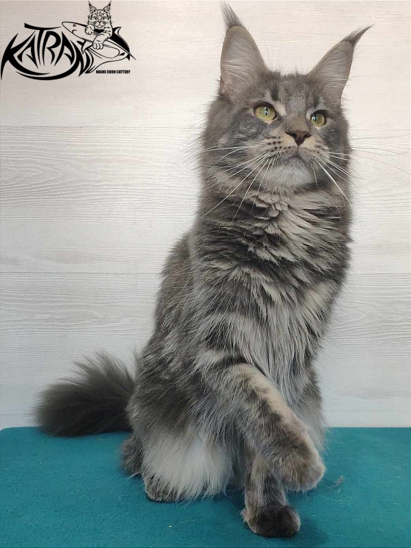 Katran Molly - Дорослий мейн-кун 11 місяців 1 тиждень