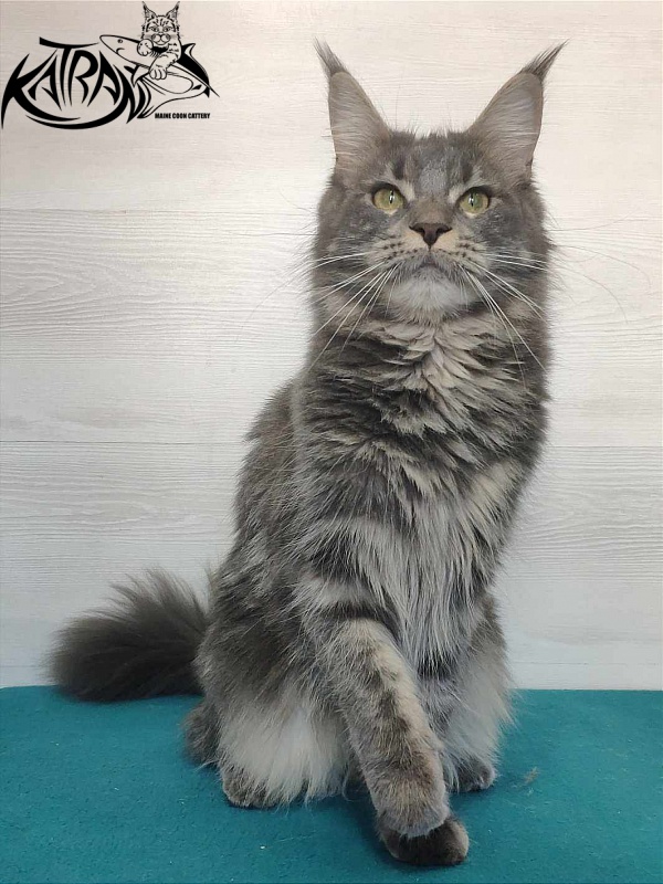 Katran Molly - Дорослий мейн-кун 11 місяців 1 тиждень