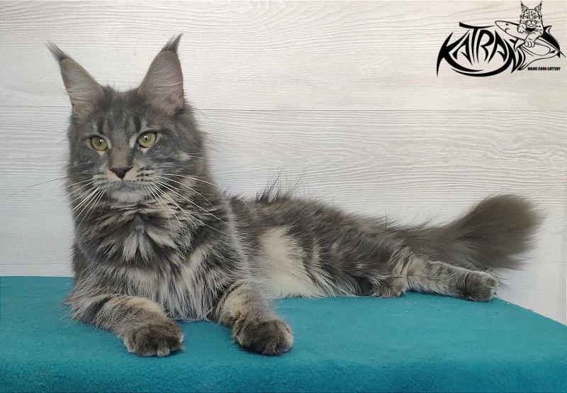 Katran Molly - Дорослий мейн-кун 11 місяців 1 тиждень