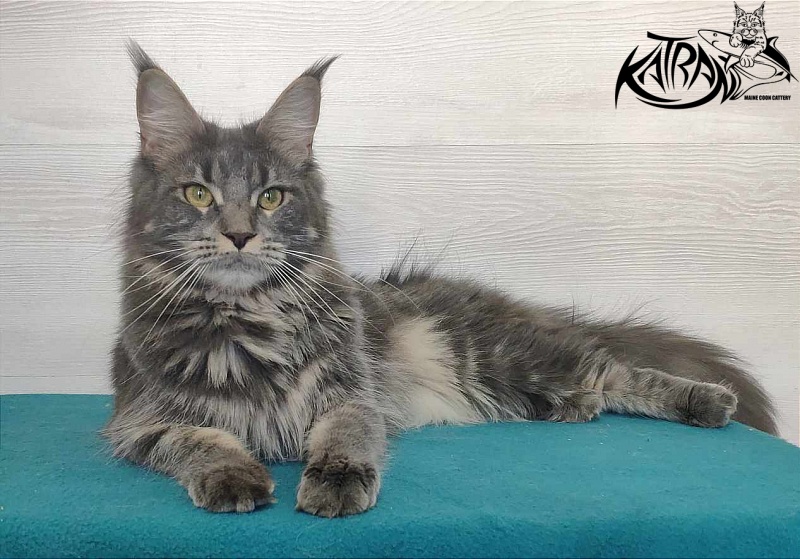 Katran Molly - Дорослий мейн-кун 11 місяців 1 тиждень