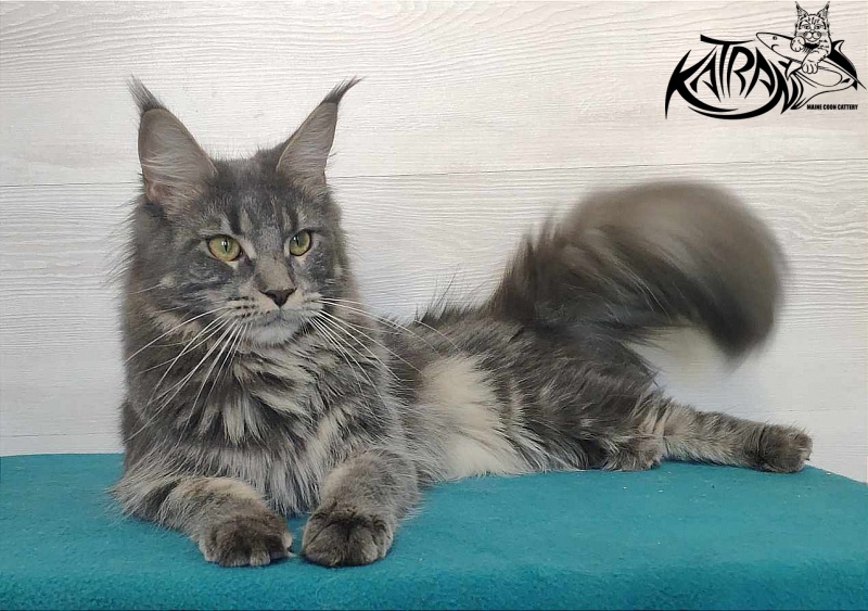 Katran Molly - Дорослий мейн-кун 11 місяців 1 тиждень