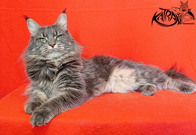 Katran Molly - Дорослий мейн-кун 2,5 роки