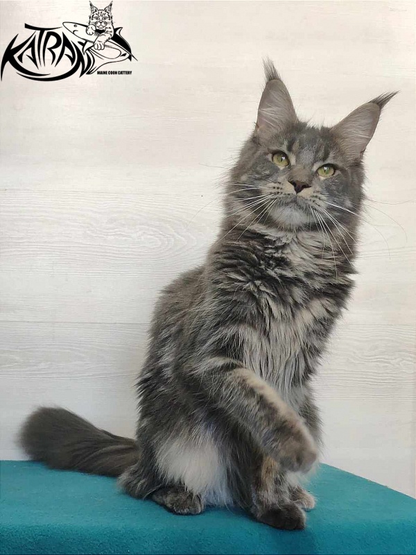 Katran Molly - Дорослий мейн-кун 11 місяців 1 тиждень