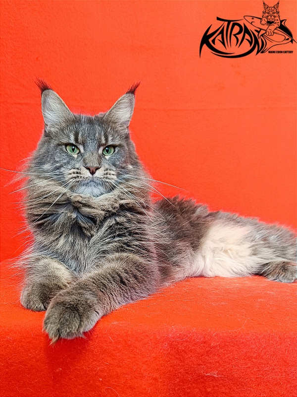 Katran Molly - Дорослий мейн-кун 2,5 роки