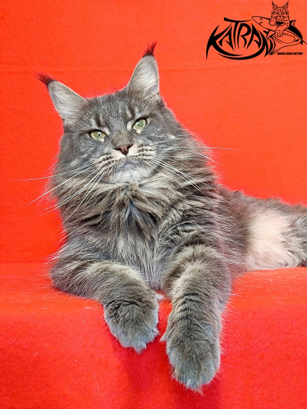 Katran Molly - Дорослий мейн-кун 2,5 роки