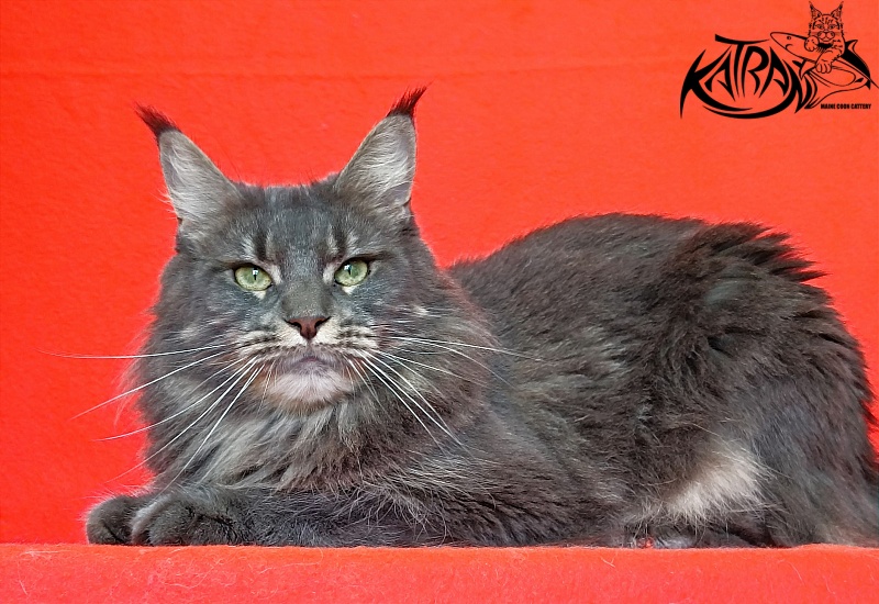 Katran Molly - Дорослий мейн-кун 2,5 роки