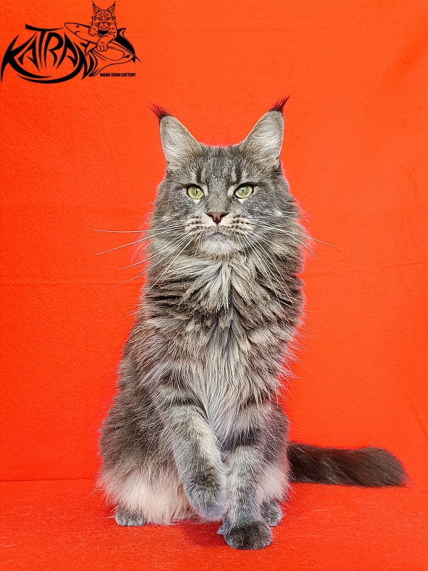 Katran Molly - Дорослий мейн-кун 2,5 роки