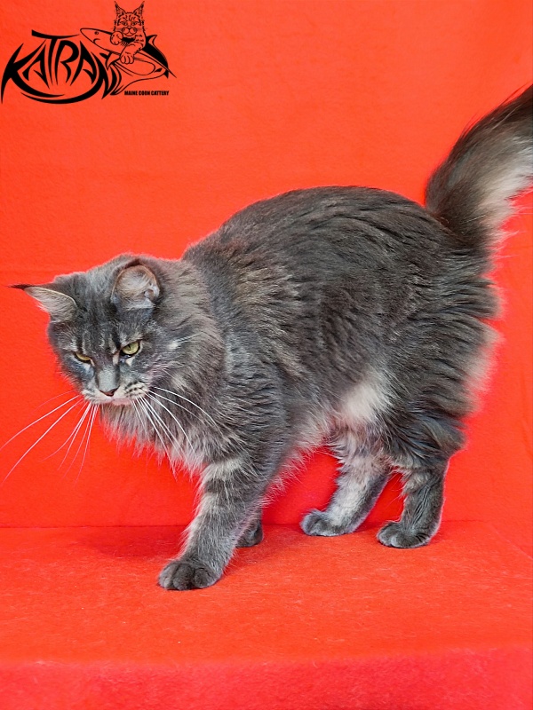 Katran Molly - Дорослий мейн-кун 2,5 роки