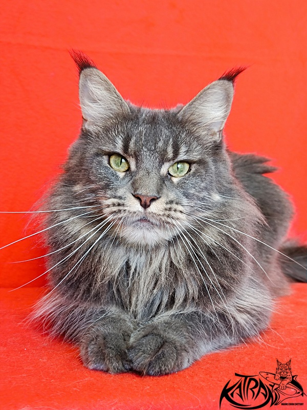 Katran Molly - Дорослий мейн-кун 2,5 роки