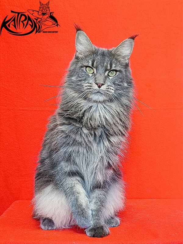 Katran Molly - Дорослий мейн-кун 2,5 роки