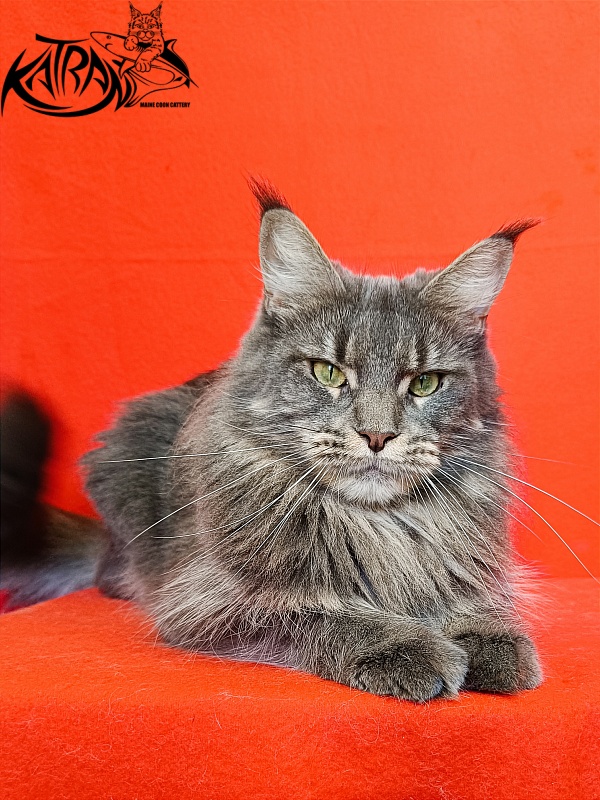 Katran Molly - Дорослий мейн-кун 2,5 роки