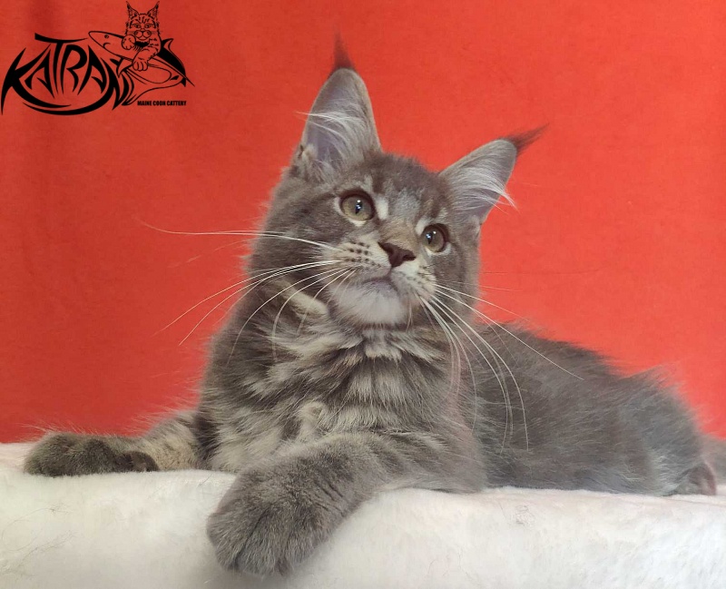 Katran Molly - Кошеня мейн-кун 3,5 місяця