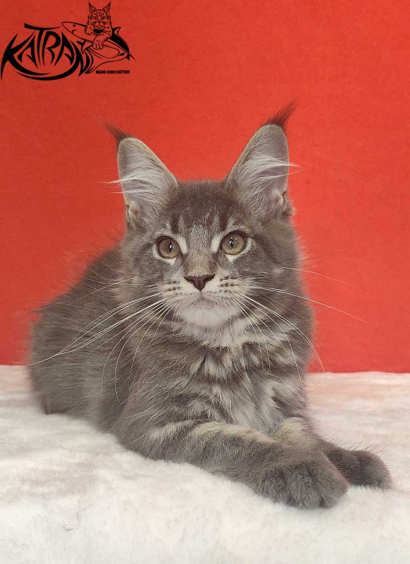 Katran Molly - Кошеня мейн-кун 3,5 місяця