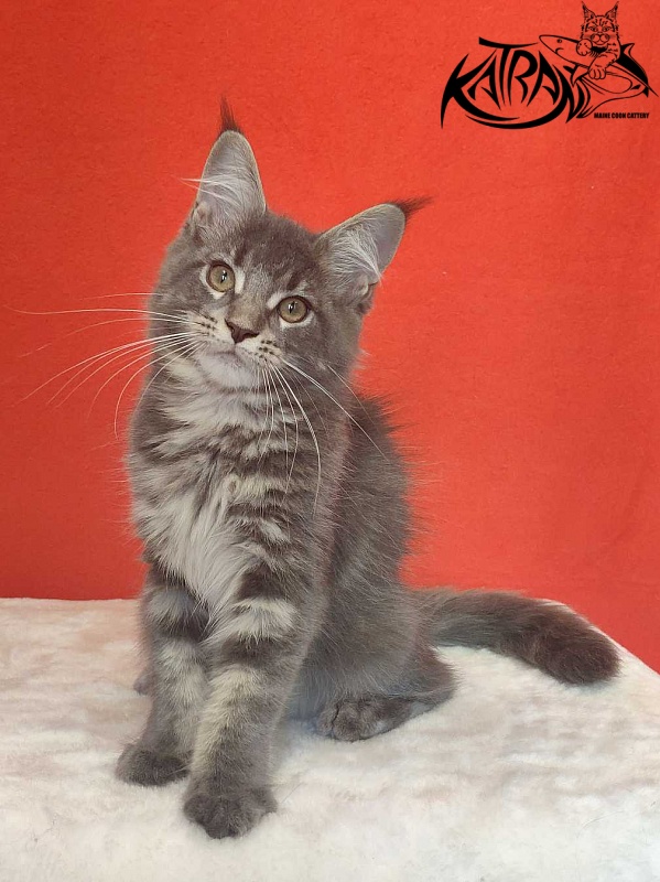 Katran Molly - Кошеня мейн-кун 3,5 місяця