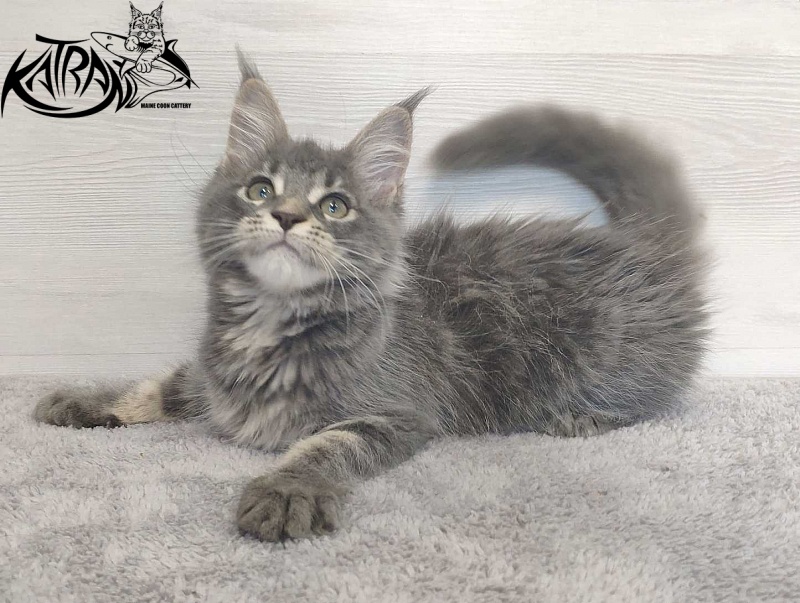 Katran Molly - Кошеня мейн-кун 3 місяця