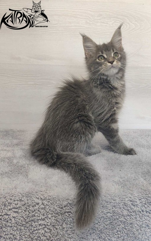 Katran Molly - Кошеня мейн-кун 3 місяця