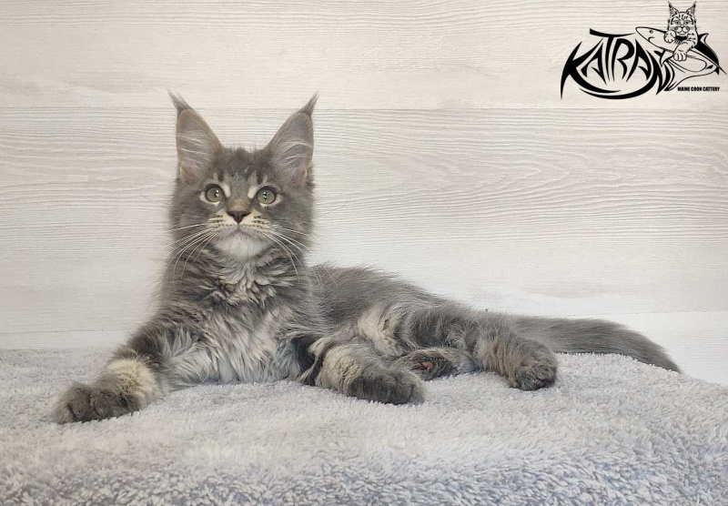 Katran Molly - Кошеня мейн-кун 3 місяця