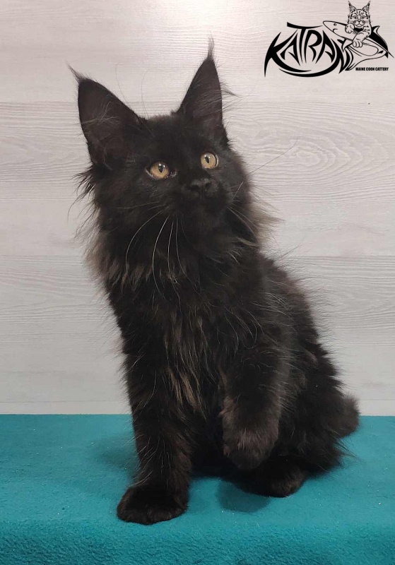 Katran Nord - Кошеня мейн-кун 3 місяця