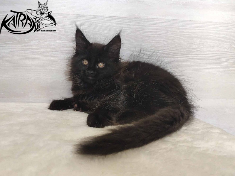 Katran Nord - Кошеня мейн-кун 2 місяця