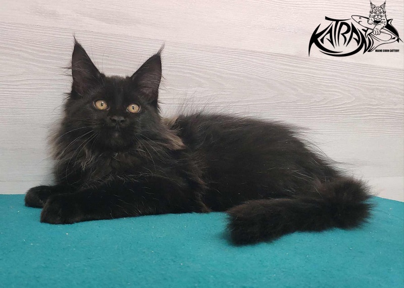 Katran Nord - Кошеня мейн-кун 3 місяця