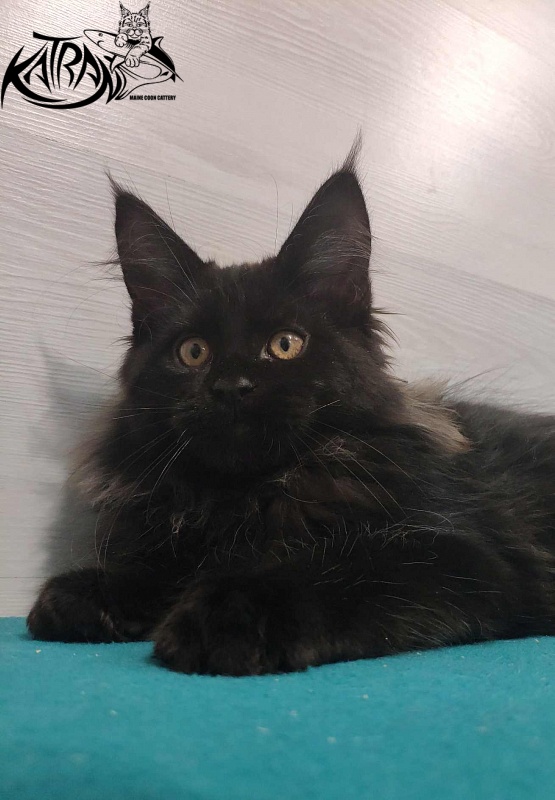 Katran Nord - Кошеня мейн-кун 3 місяця