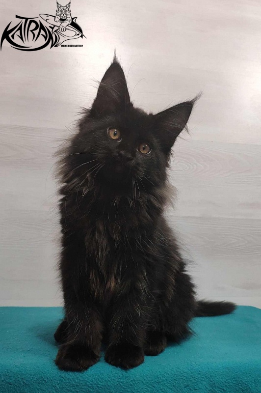 Katran Nord - Кошеня мейн-кун 3 місяця