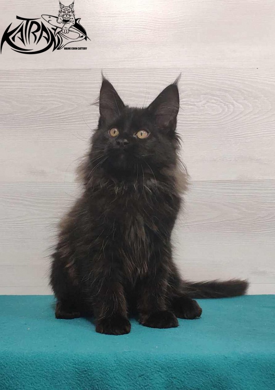 Katran Nord - Кошеня мейн-кун 3 місяця