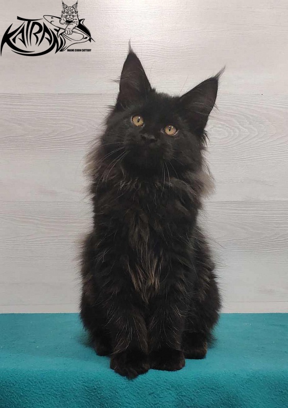 Katran Nord - Кошеня мейн-кун 3 місяця