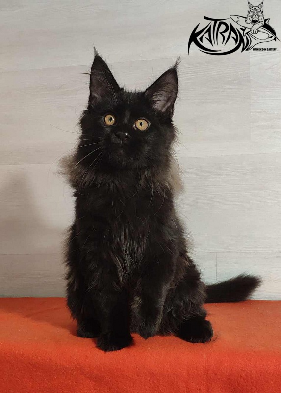 Katran Nord - Кошеня мейн-кун 3,5 місяця
