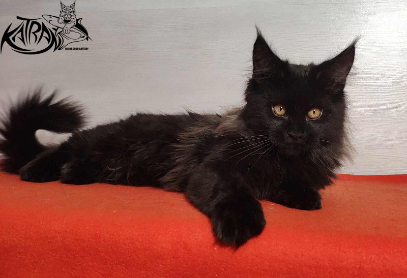 Katran Nord - Кошеня мейн-кун 3,5 місяця