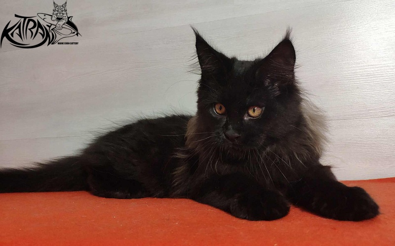 Katran Nord - Кошеня мейн-кун 3,5 місяця