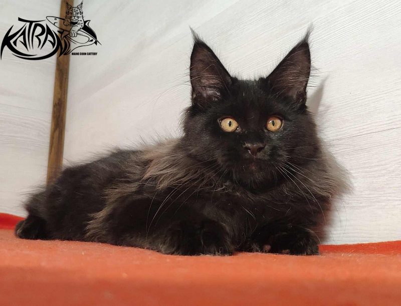 Katran Nord - Кошеня мейн-кун 3,5 місяця