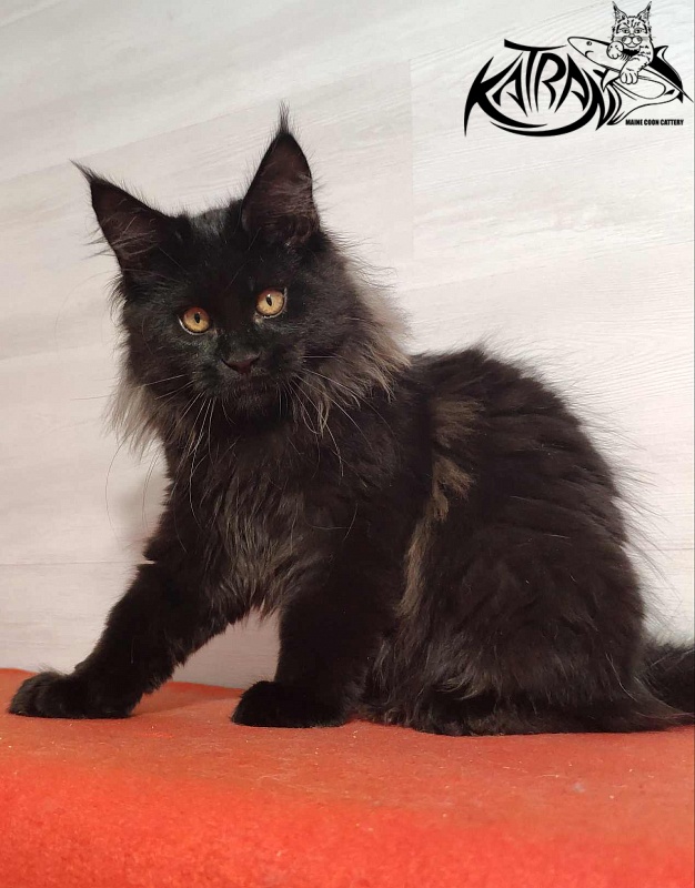 Katran Nord - Кошеня мейн-кун 3,5 місяця