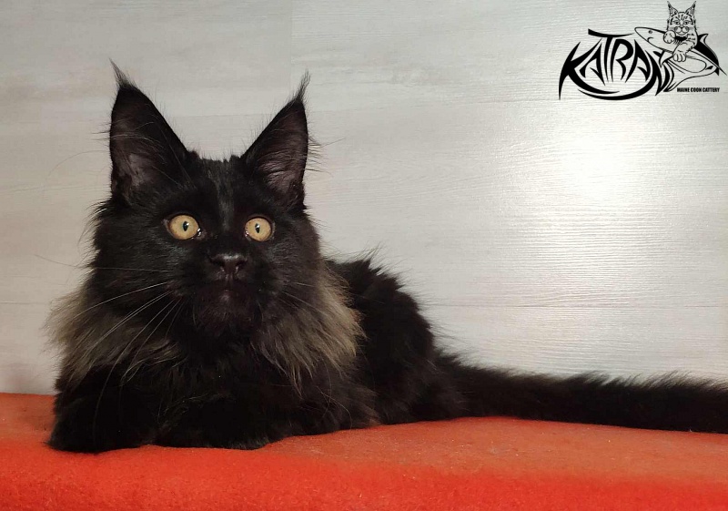 Katran Nord - Кошеня мейн-кун 3,5 місяця