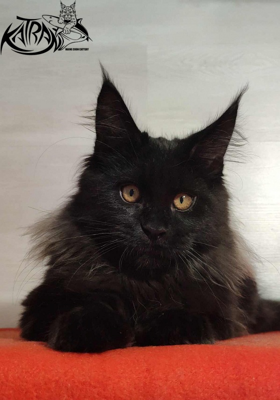 Katran Nord - Кошеня мейн-кун 3,5 місяця