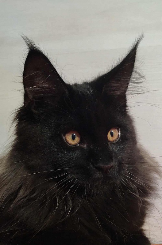 Katran Nord - Кошеня мейн-кун 3,5 місяця