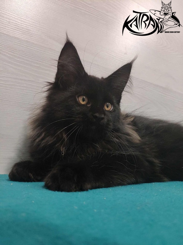 Katran Nord - Кошеня мейн-кун 3 місяця