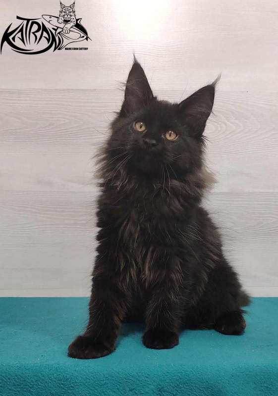 Katran Nord - Кошеня мейн-кун 3 місяця