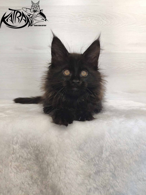 Katran Nord - Кошеня мейн-кун 2 місяця