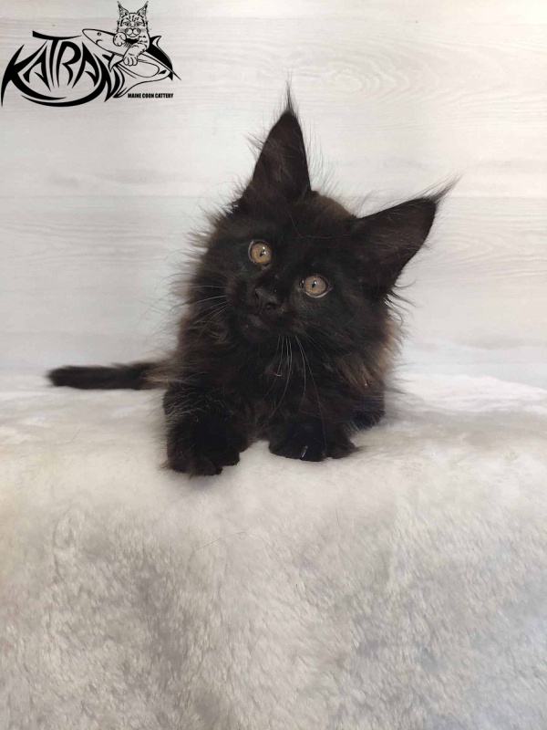 Katran Nord - Кошеня мейн-кун 2 місяця
