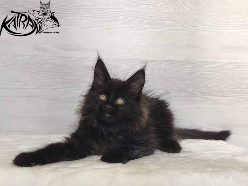 Katran Nord - Кошеня мейн-кун 2 місяця