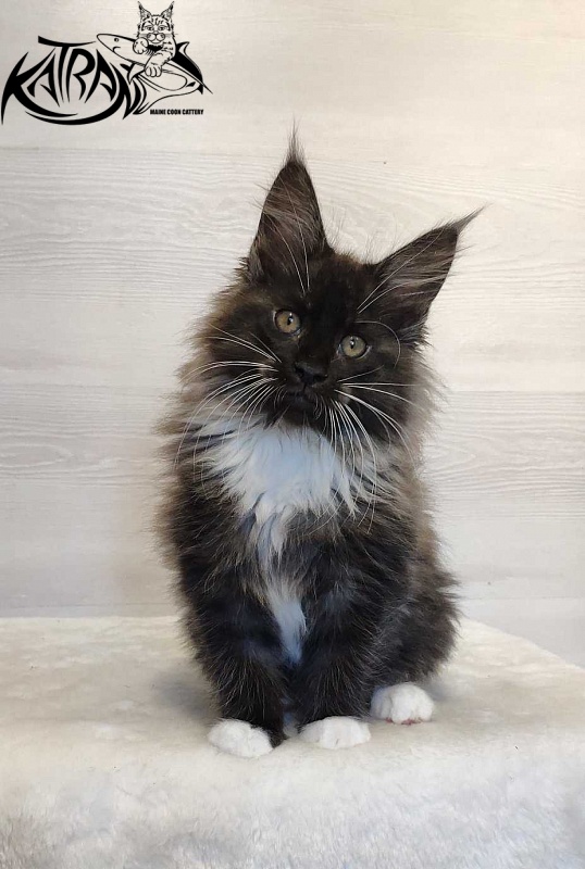 Katran Nicole - Кошеня мейн-кун 2 місяця