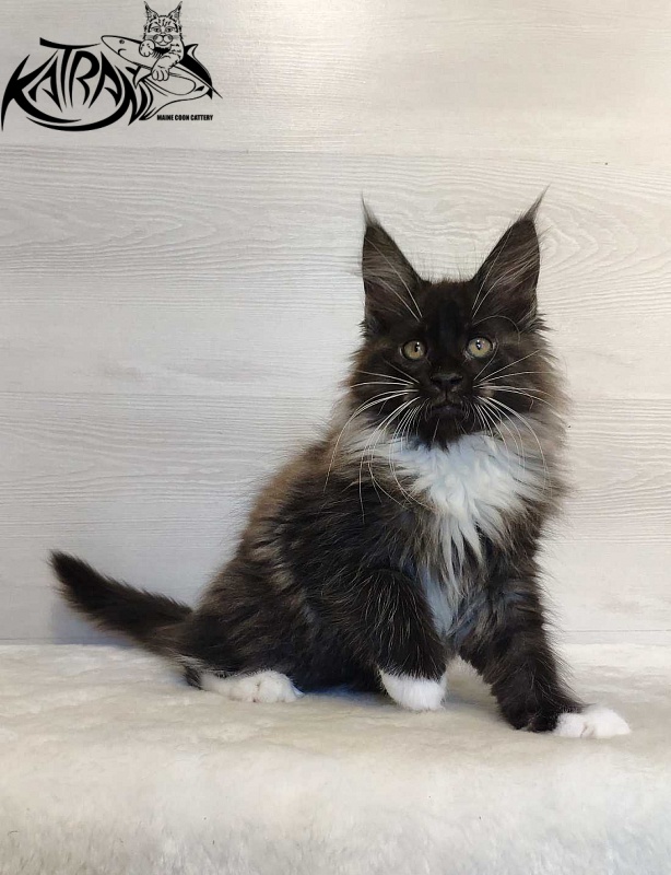 Katran Nicole - Кошеня мейн-кун 2 місяця