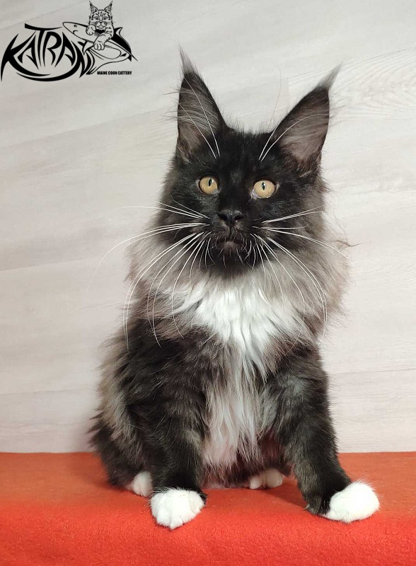 Katran Nicole - Кошеня мейн-кун 3,5 місяця