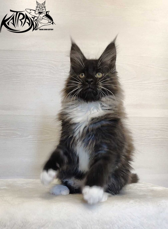 Katran Nicole - Кошеня мейн-кун 2 місяця