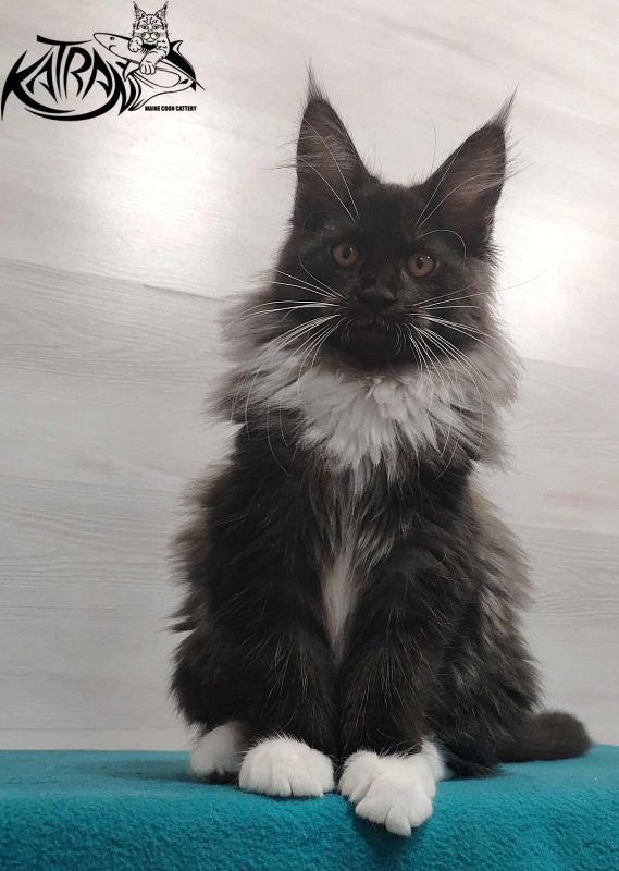 Katran Nicole - Кошеня мейн-кун 3 місяця